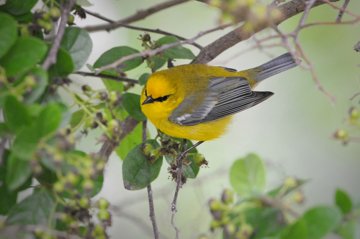 Blue-winged Warbler - ML54410441