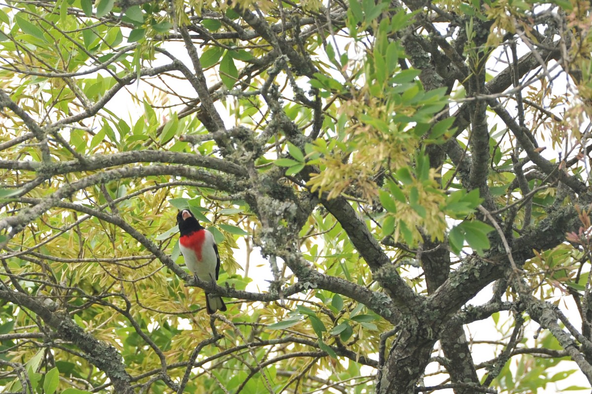 Rose-breasted Grosbeak - ML54410451