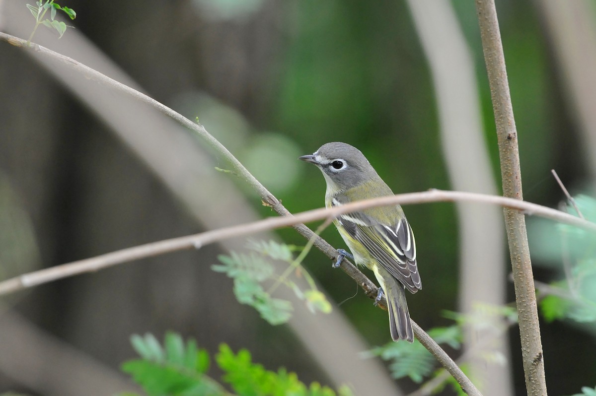 Blue-headed Vireo - ML54410501