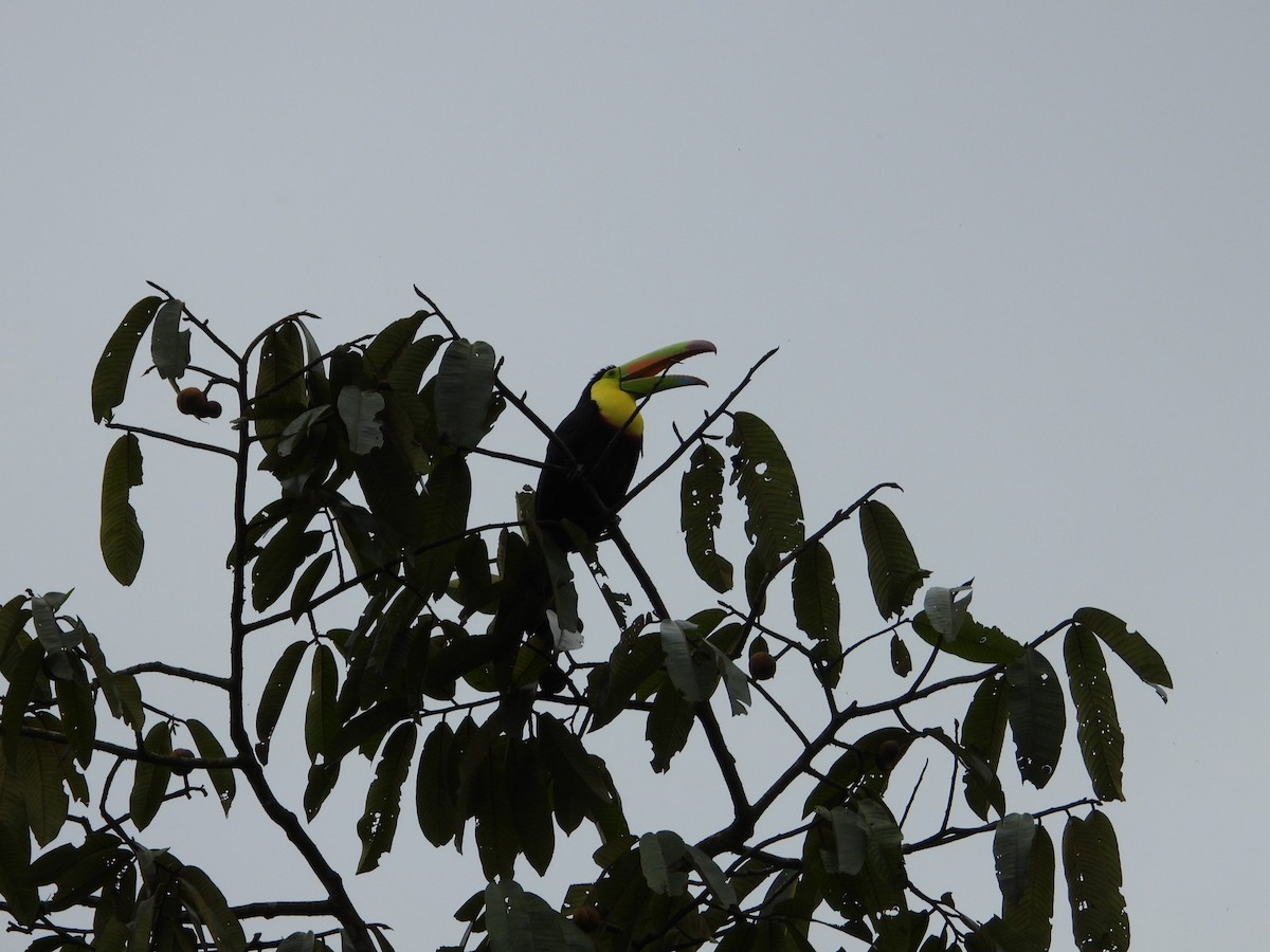 Keel-billed Toucan - Valerie  Swan