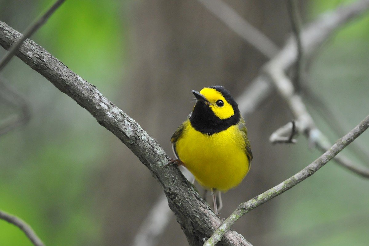 Hooded Warbler - ML54410531