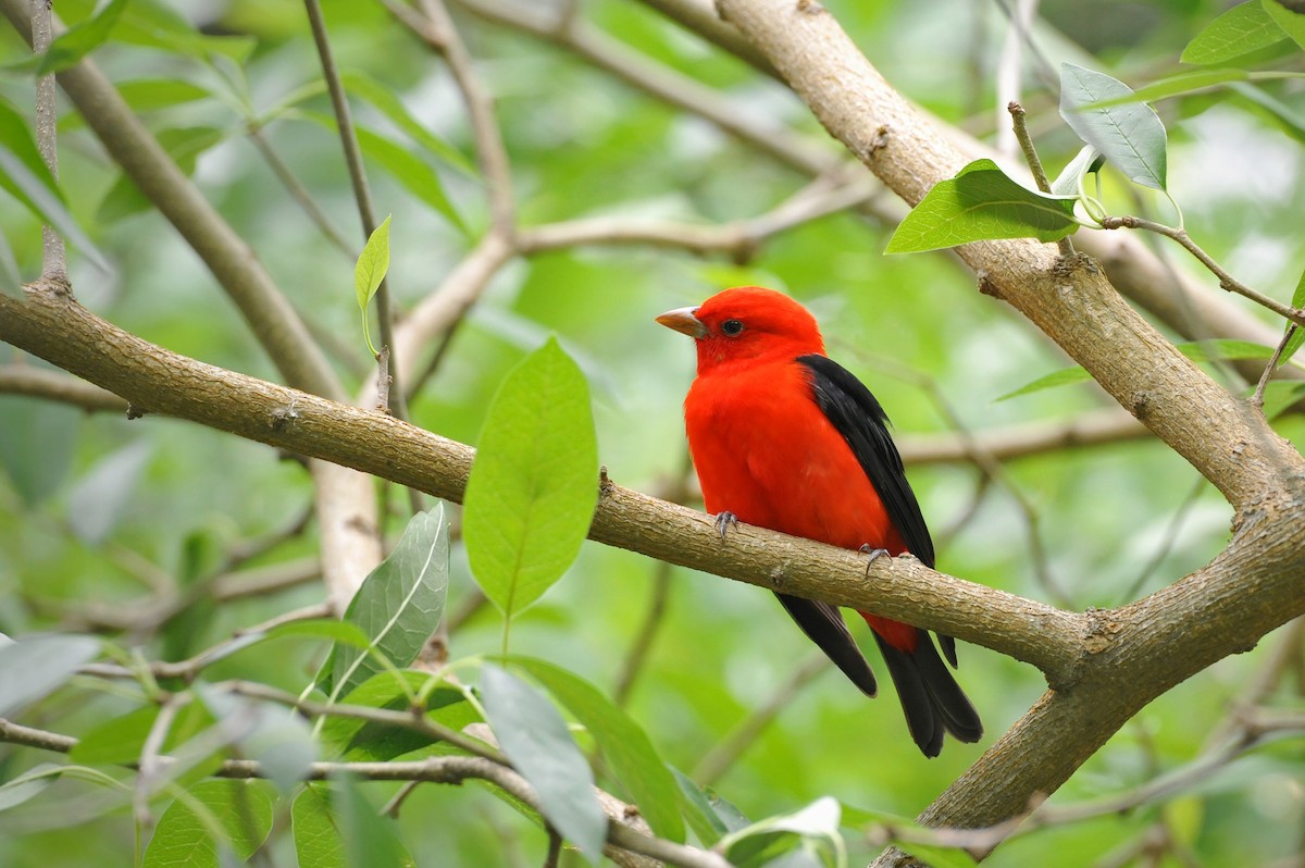 Scarlet Tanager - ML54410571