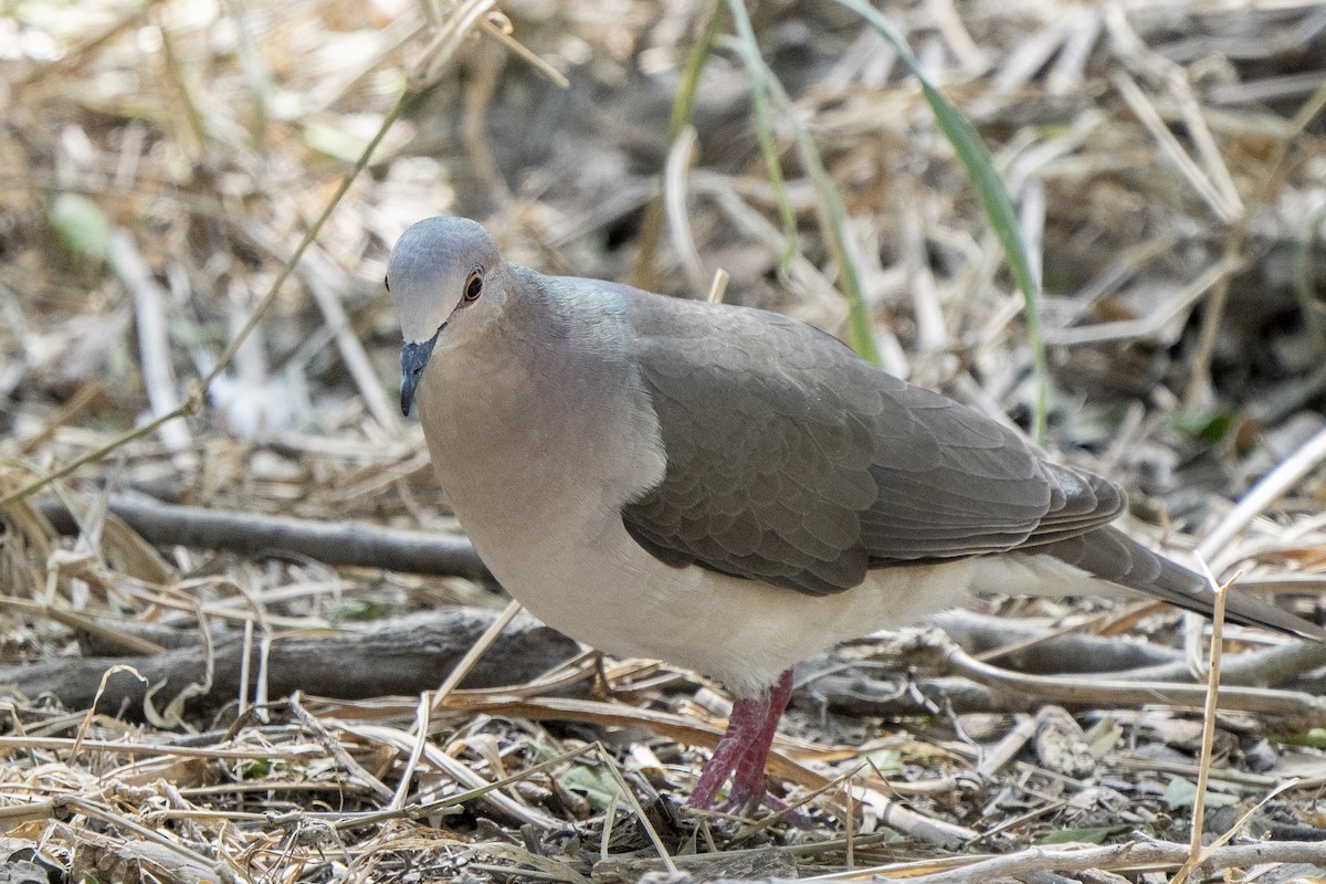 White-tipped Dove - Ben Nieman