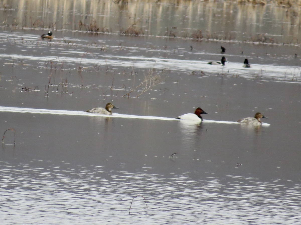 kanvasand - ML544106691