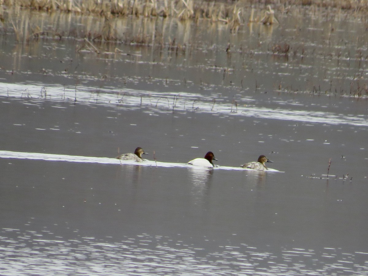 kanvasand - ML544106711