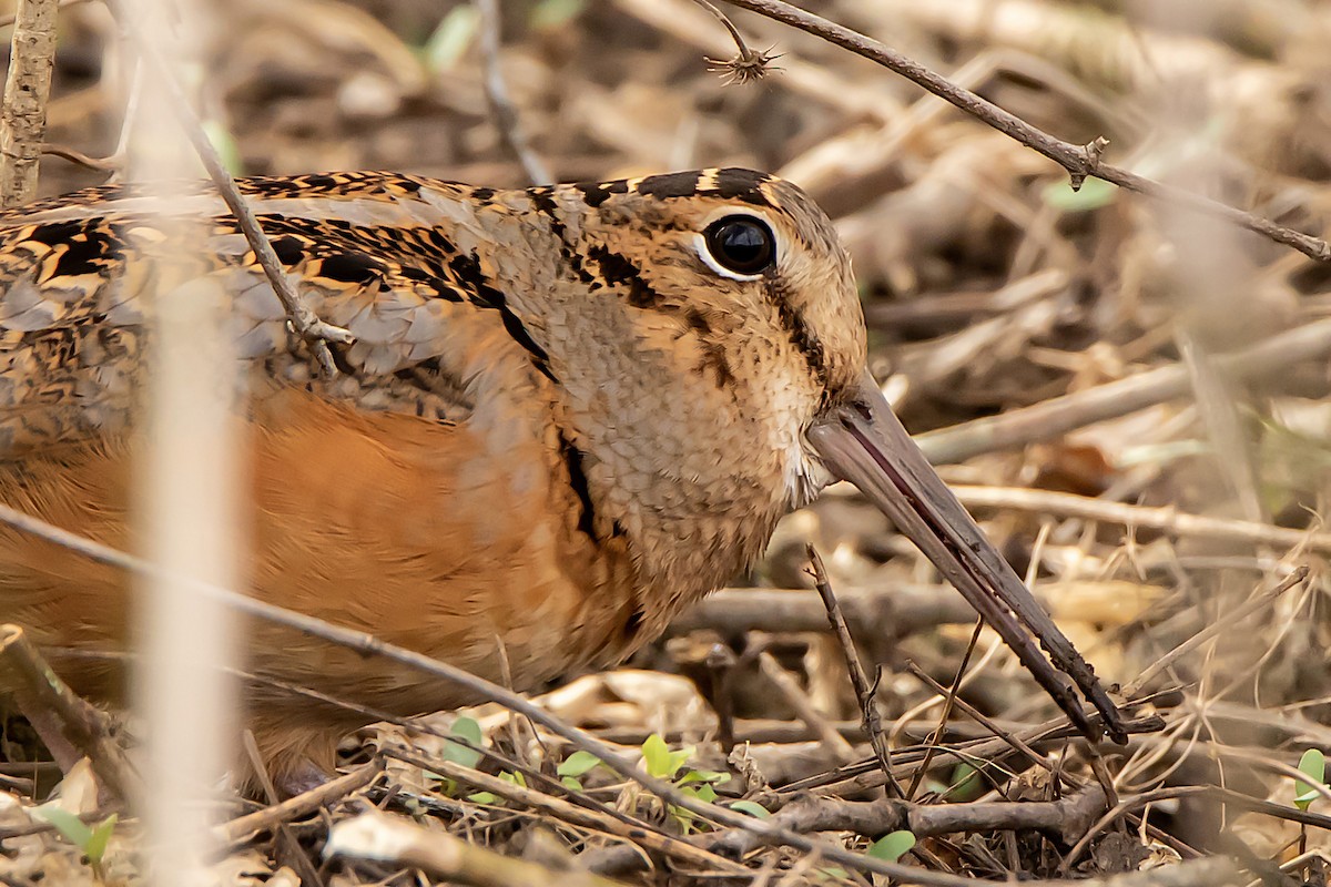 American Woodcock - Stephen Weddle