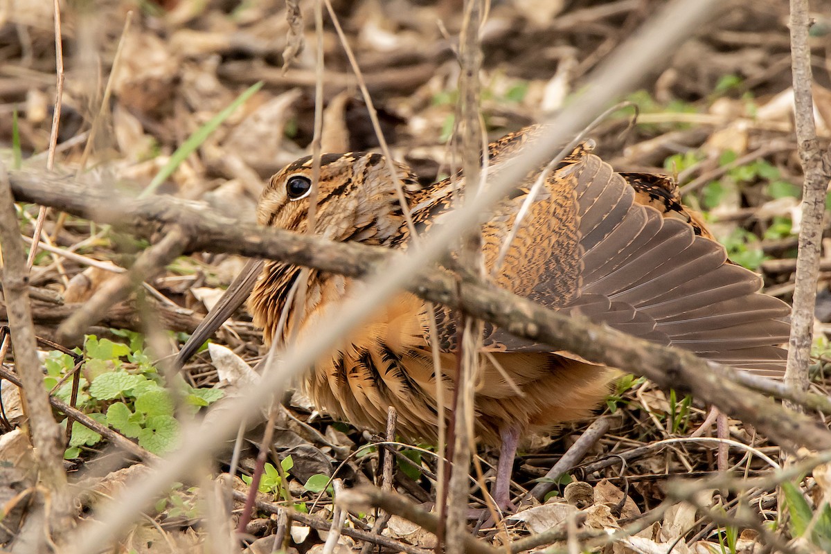 American Woodcock - Stephen Weddle