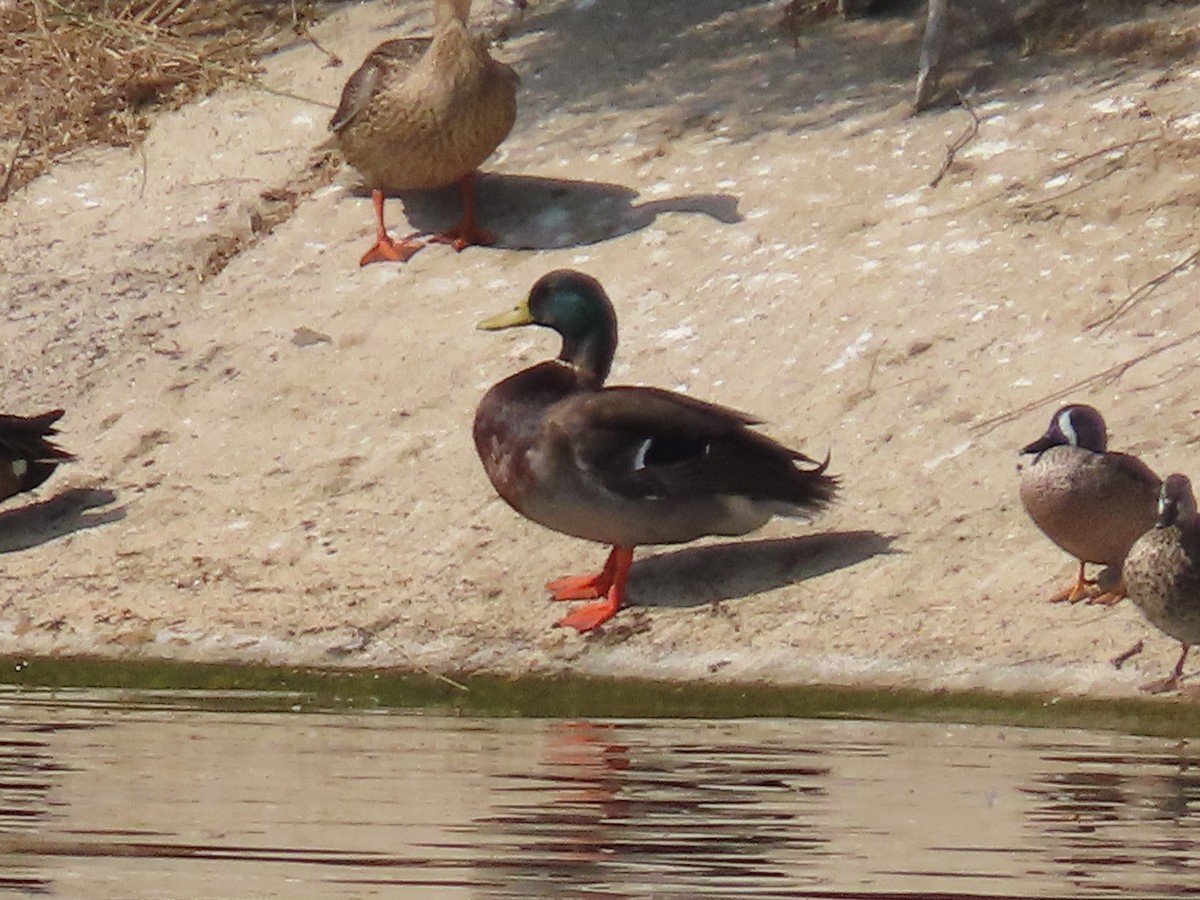 Mallard - ML544107231