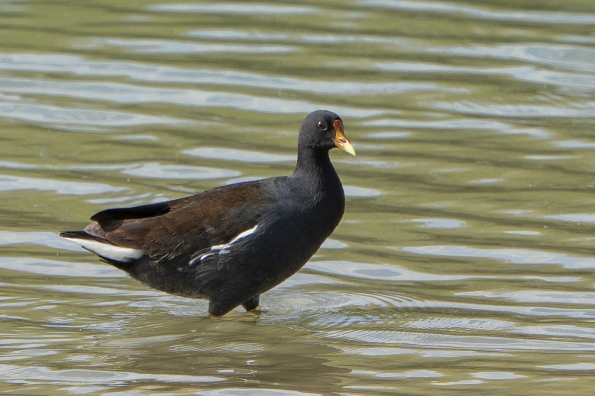 Common Gallinule - ML544108231