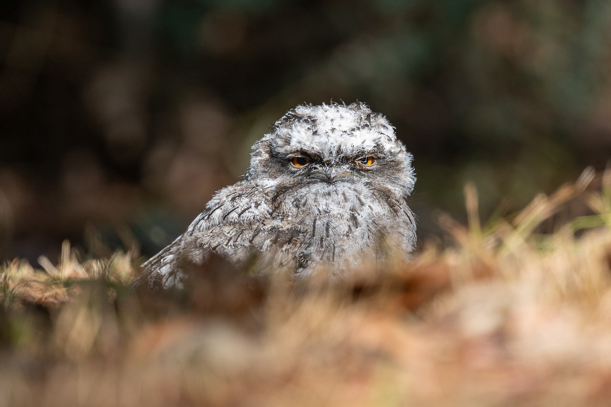 Tawny Frogmouth - ML544108541