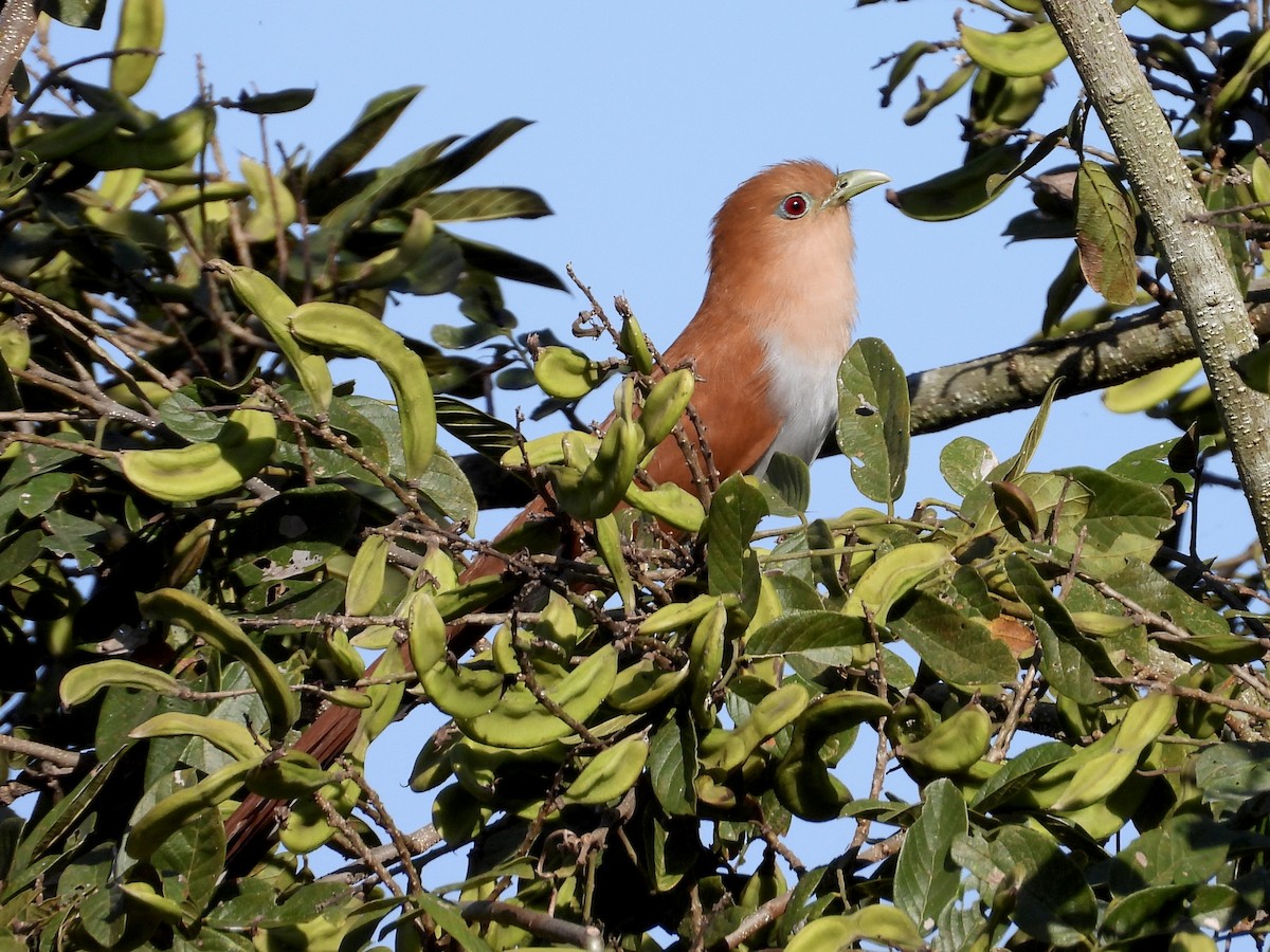 Squirrel Cuckoo - ML544109441