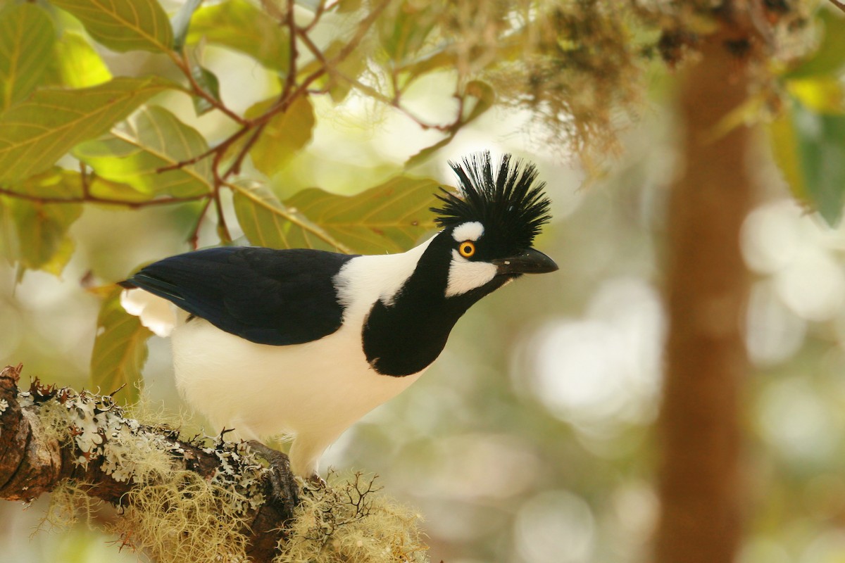 Tufted Jay - ML544110331