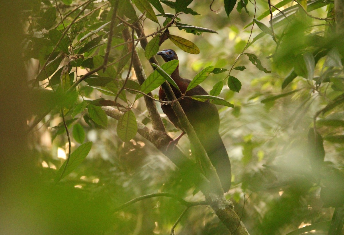 Sickle-winged Guan - ML544112721