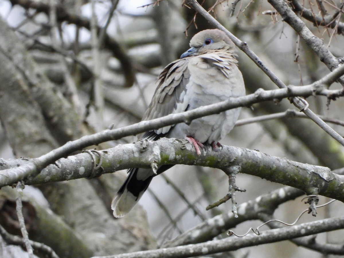 White-winged Dove - ML544114311