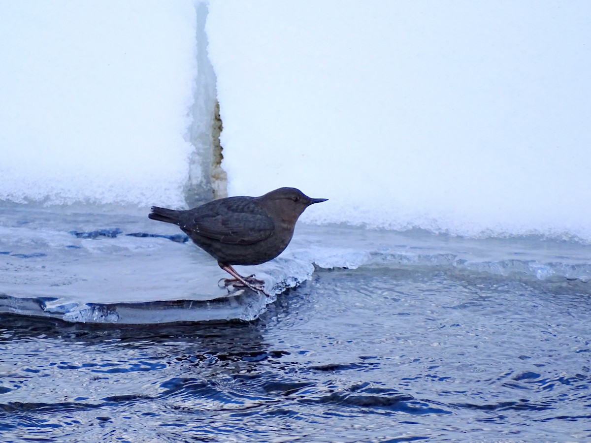 American Dipper - ML544114461