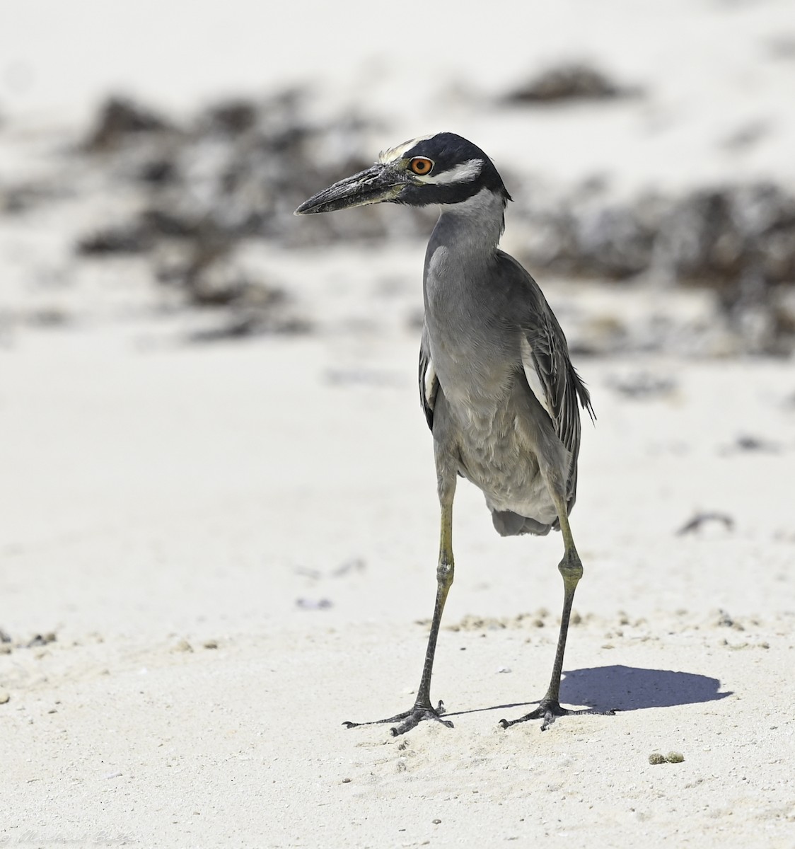 Yellow-crowned Night Heron - ML544116751