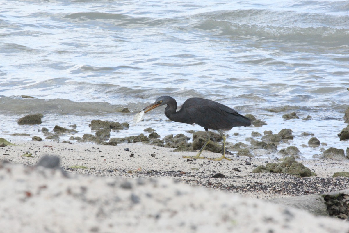 Pacific Reef-Heron - ML54411681