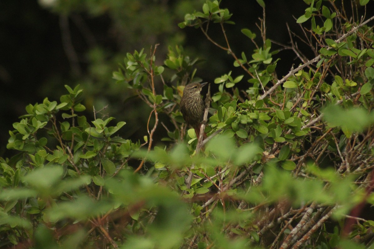 Buff-browed Foliage-gleaner - ML544118091