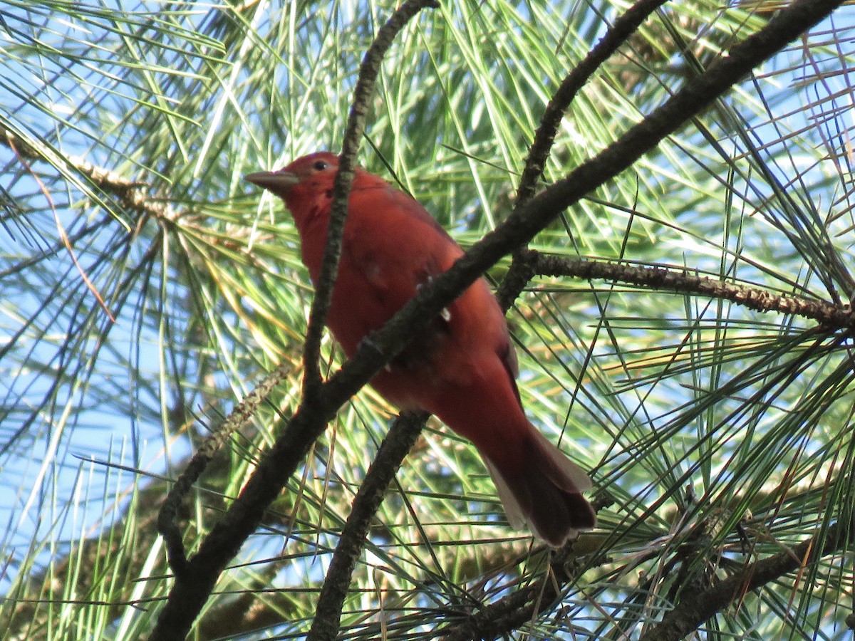 Summer Tanager - ML544118251