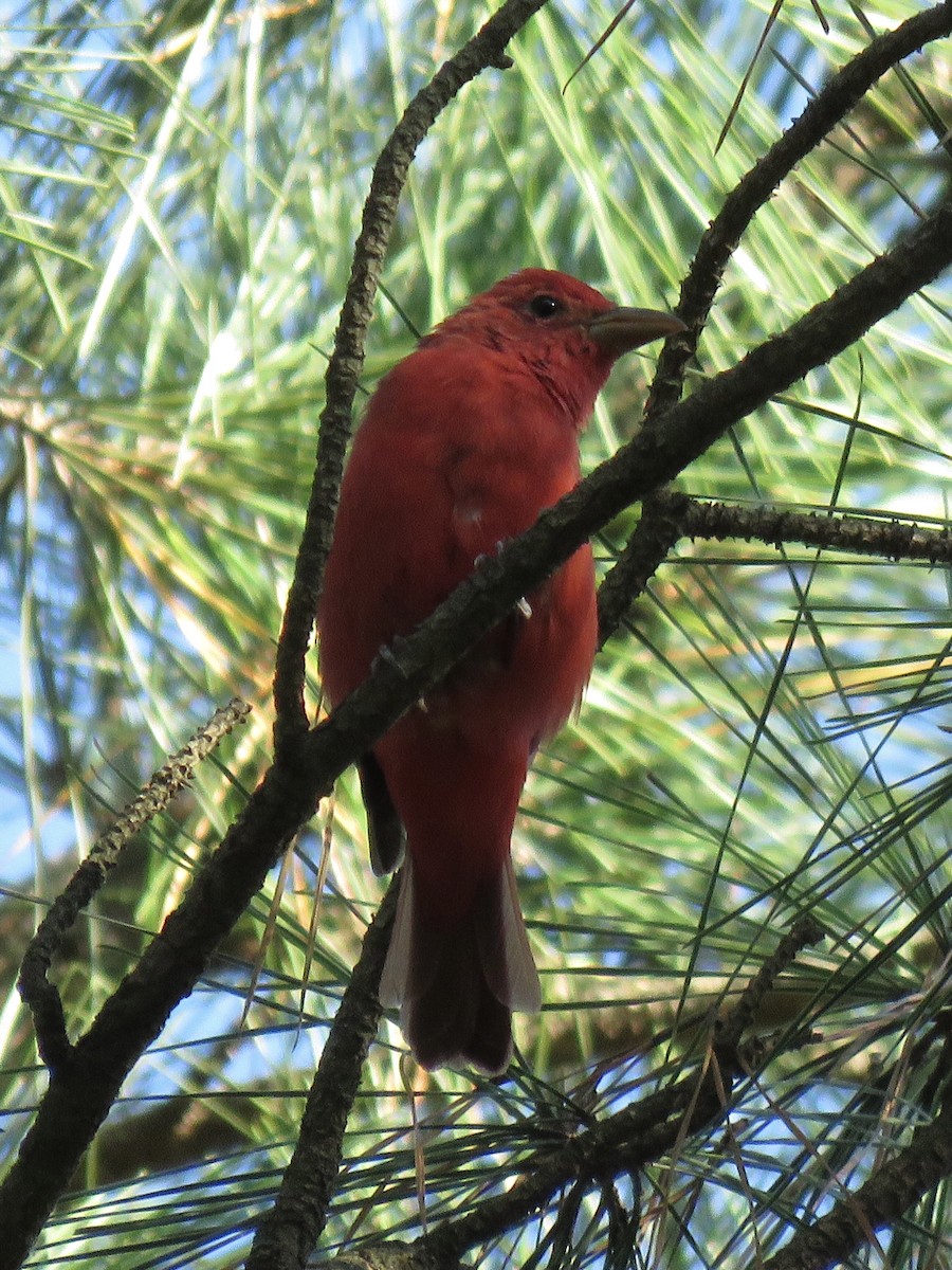 Summer Tanager - ML544118271