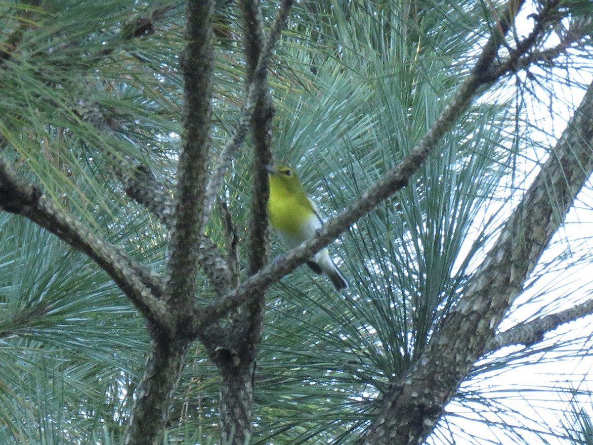 Yellow-throated Vireo - ML544118401