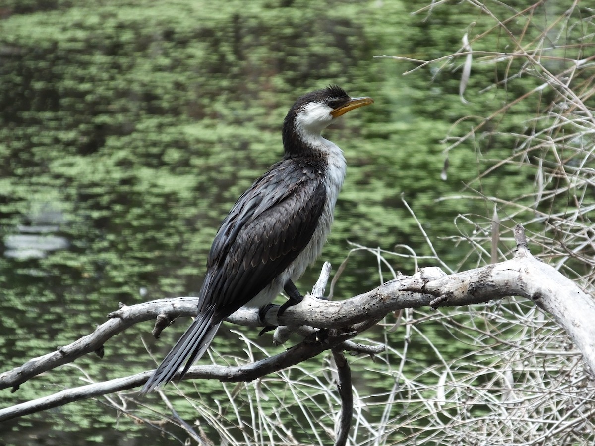 Cormorán Piquicorto - ML544118481