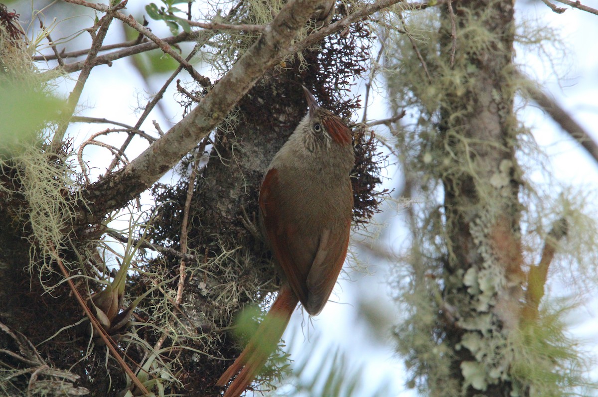 Streak-capped Spinetail - Keith Leonard