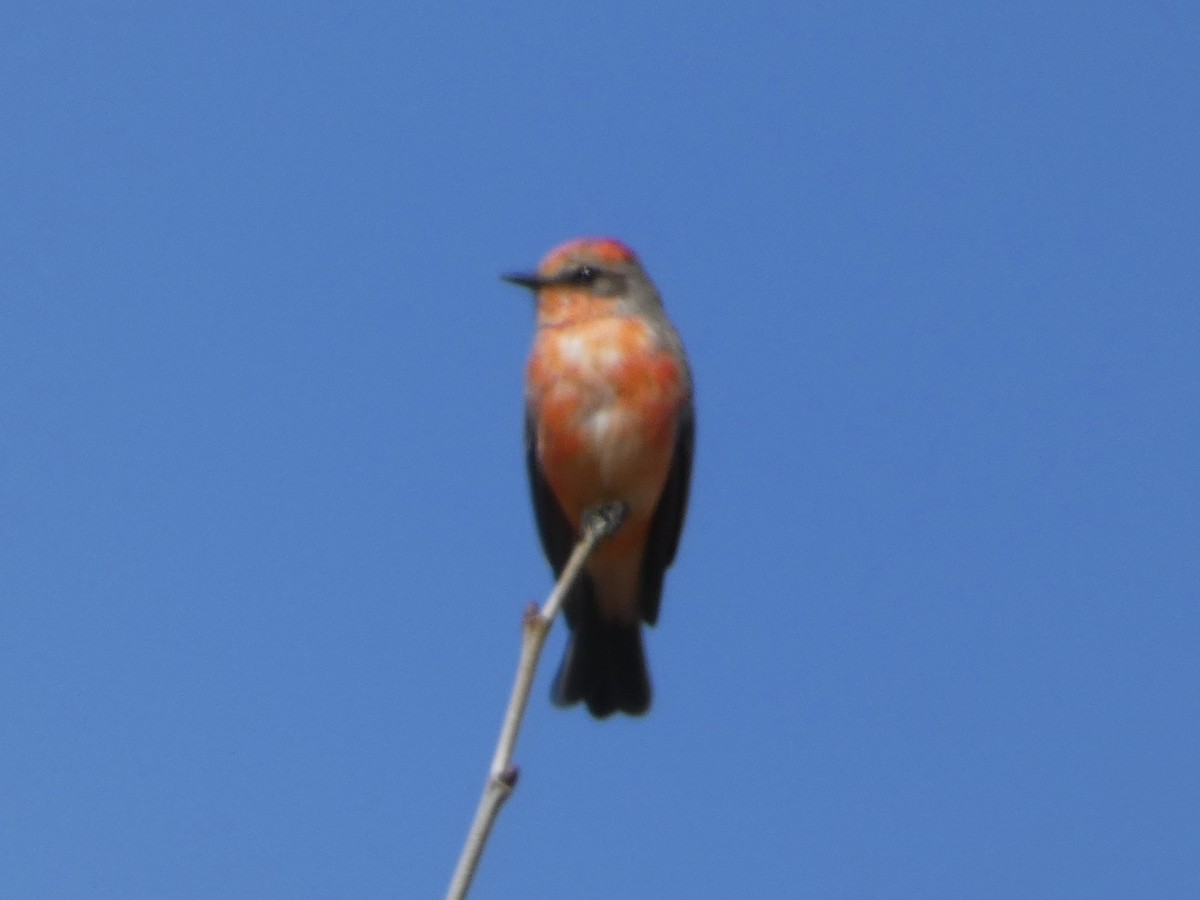 Vermilion Flycatcher - ML544120261