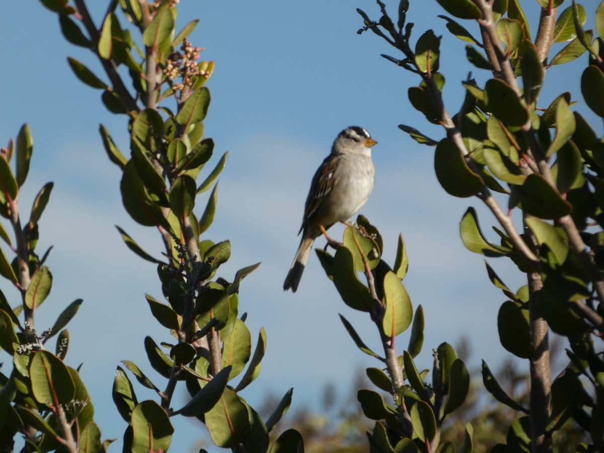 White-crowned Sparrow - Eileen Wintemute