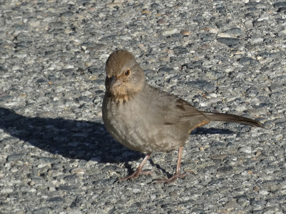 California Towhee - ML544121141