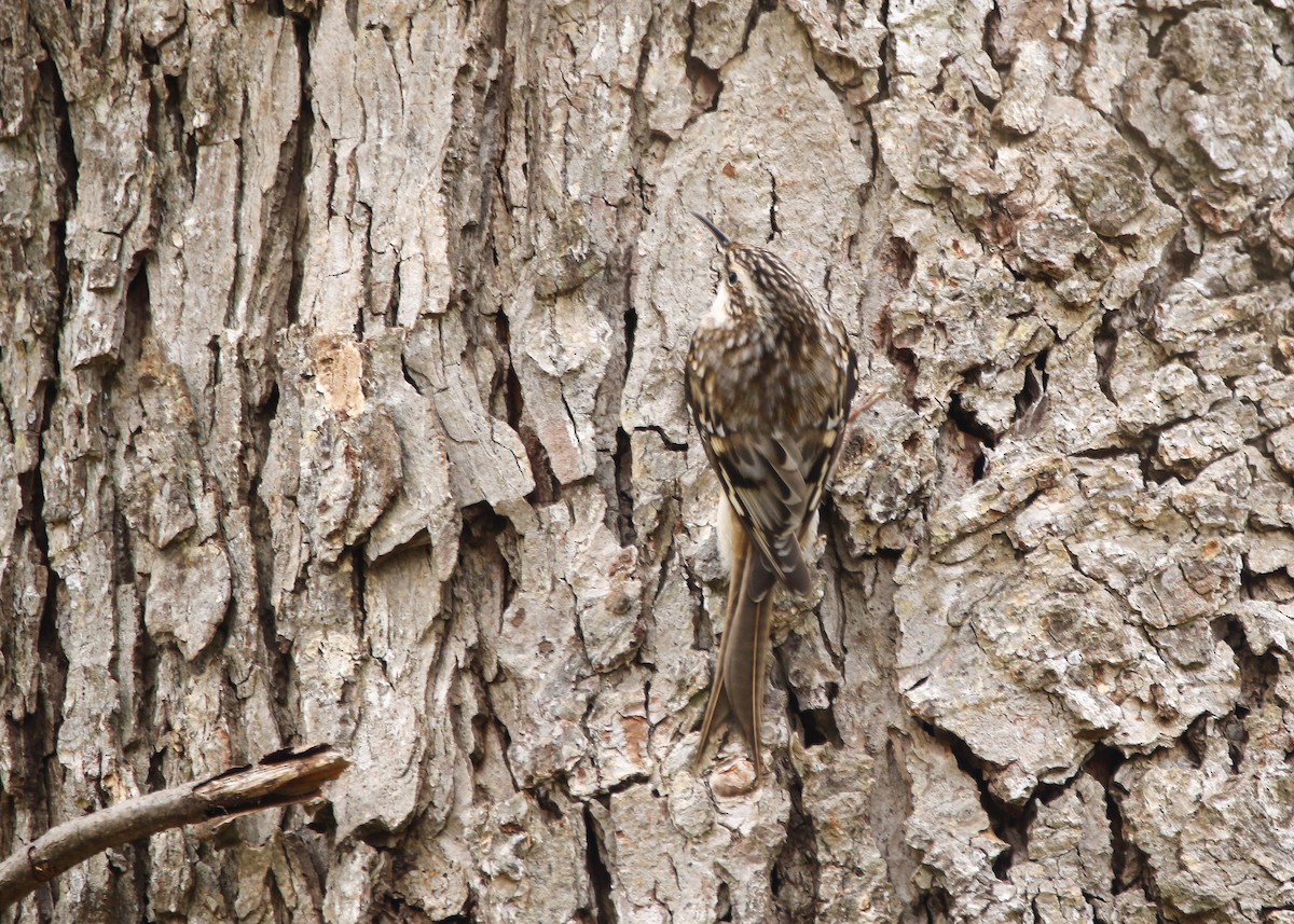 Brown Creeper - ML544122061