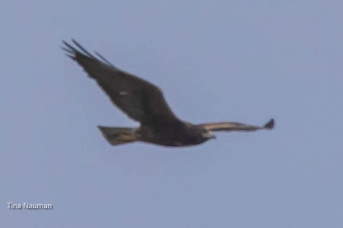 White-tailed Hawk - ML544122361