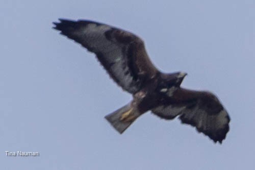 White-tailed Hawk - ML544122381