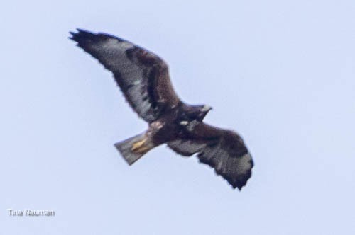 White-tailed Hawk - ML544122391