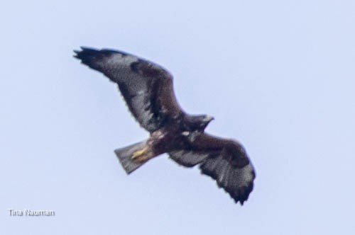White-tailed Hawk - ML544122401