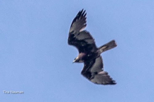 White-tailed Hawk - ML544122431