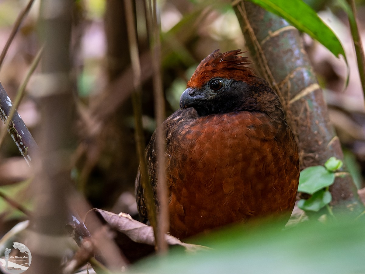 Black-eared Wood-Quail - ML544123241