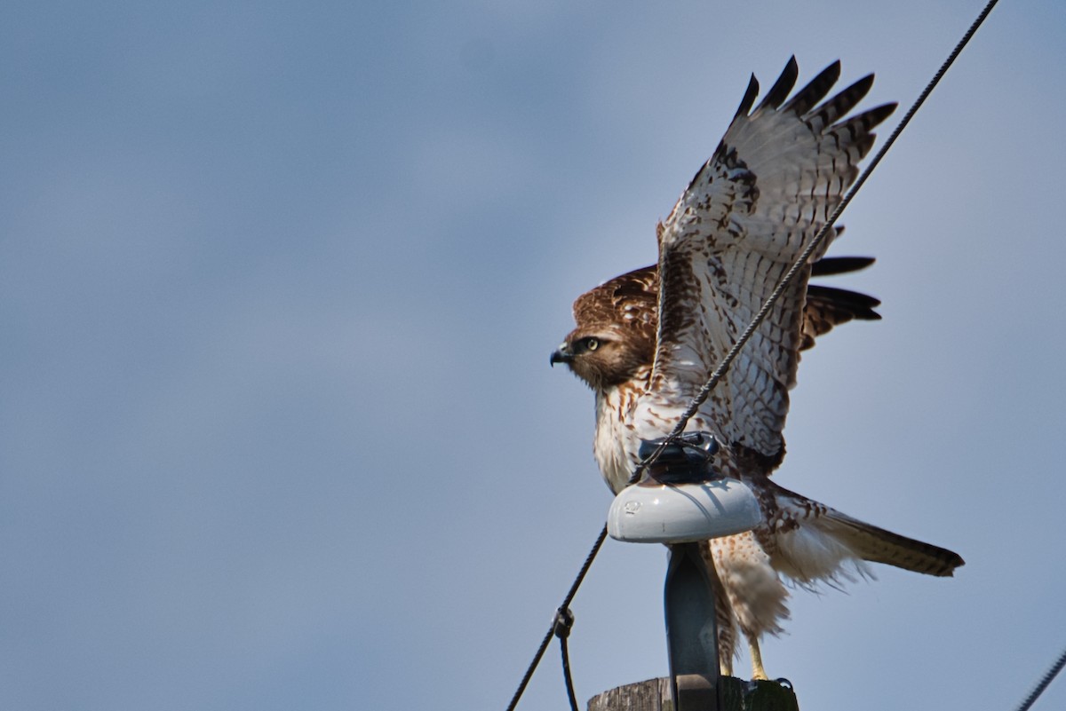 Red-tailed Hawk - ML544123561