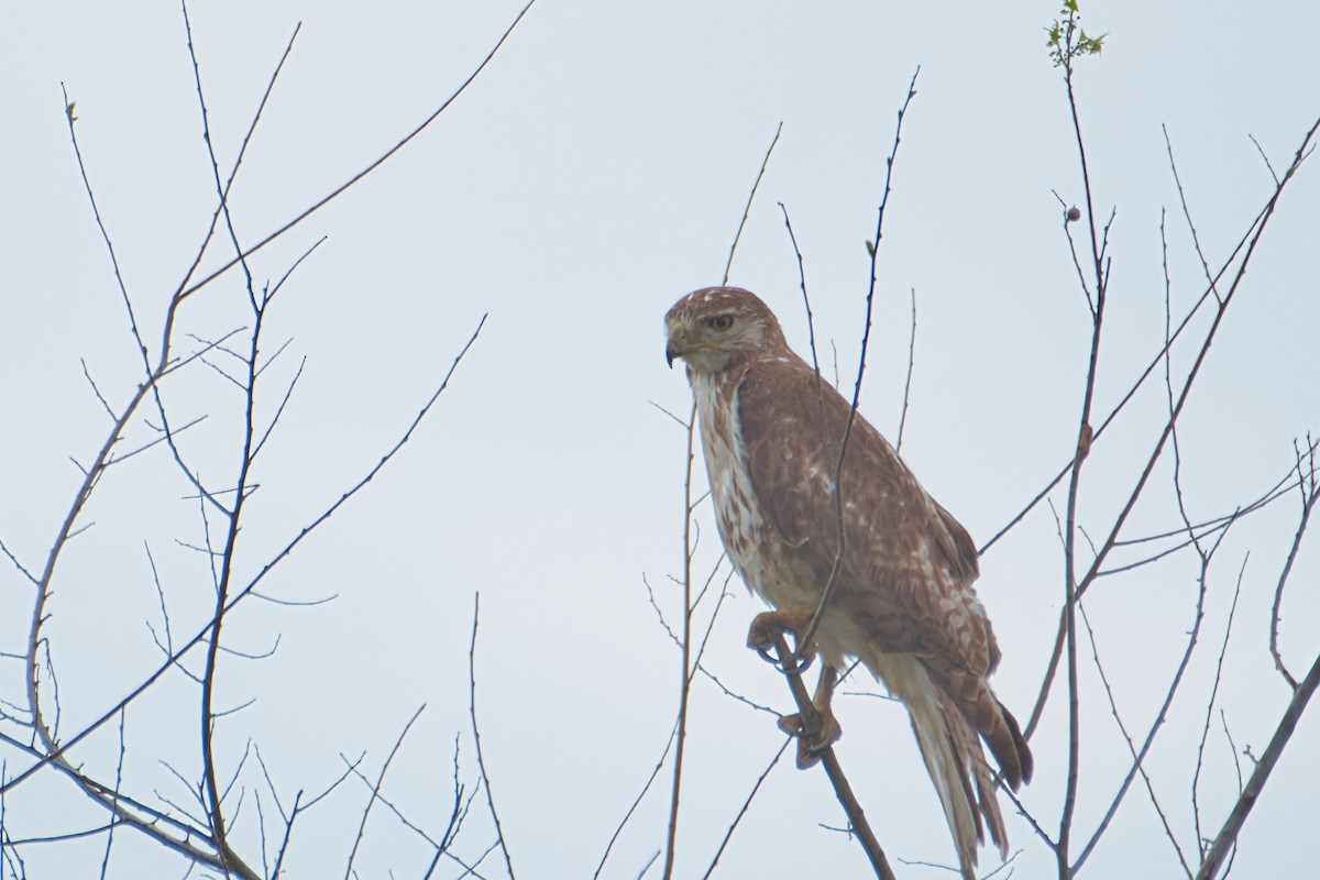 Red-tailed Hawk - ML544123601