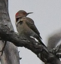 Northern Flicker (Yellow-shafted) - ML544126461