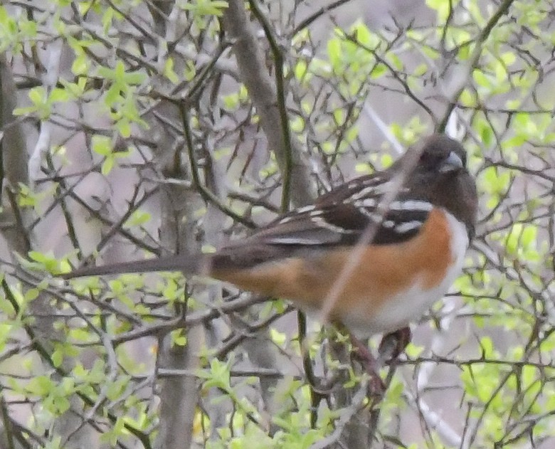 Spotted Towhee - ML544126551