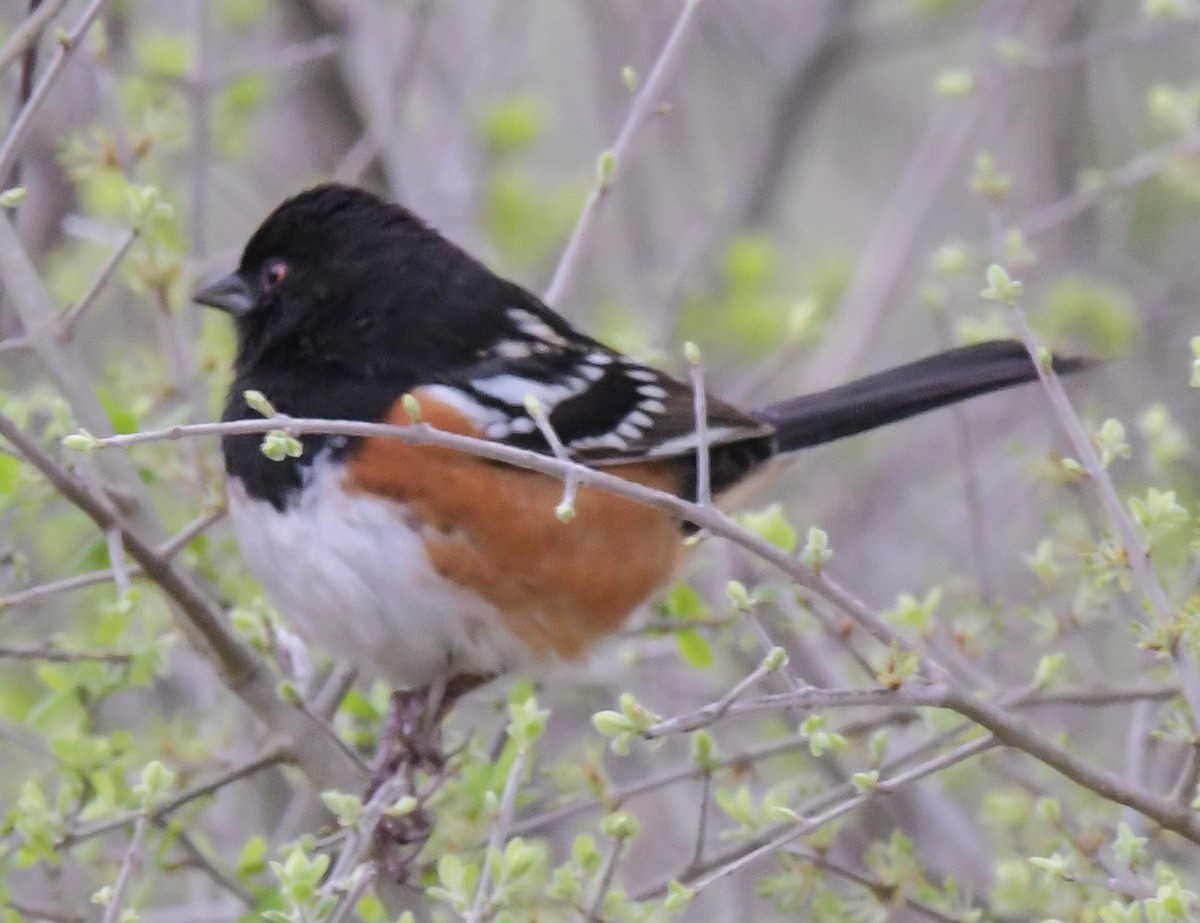Spotted Towhee - ML544126561