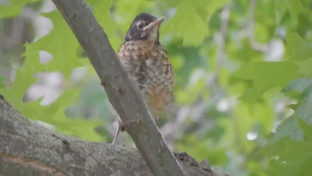 American Robin - ML544128771