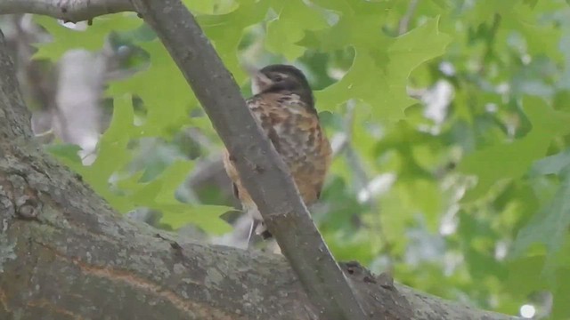 American Robin - ML544128781