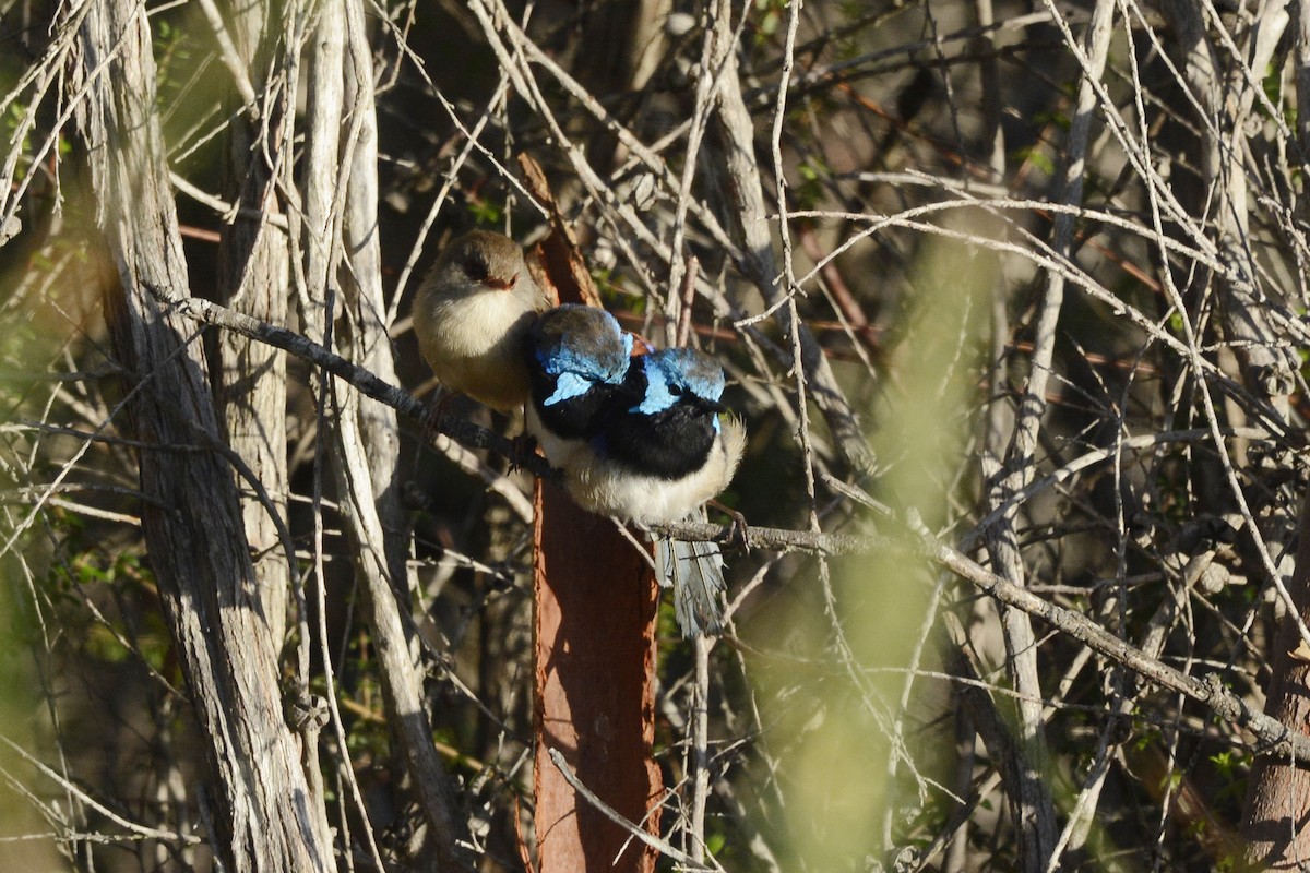 Variegated Fairywren - Nathan  Ruser