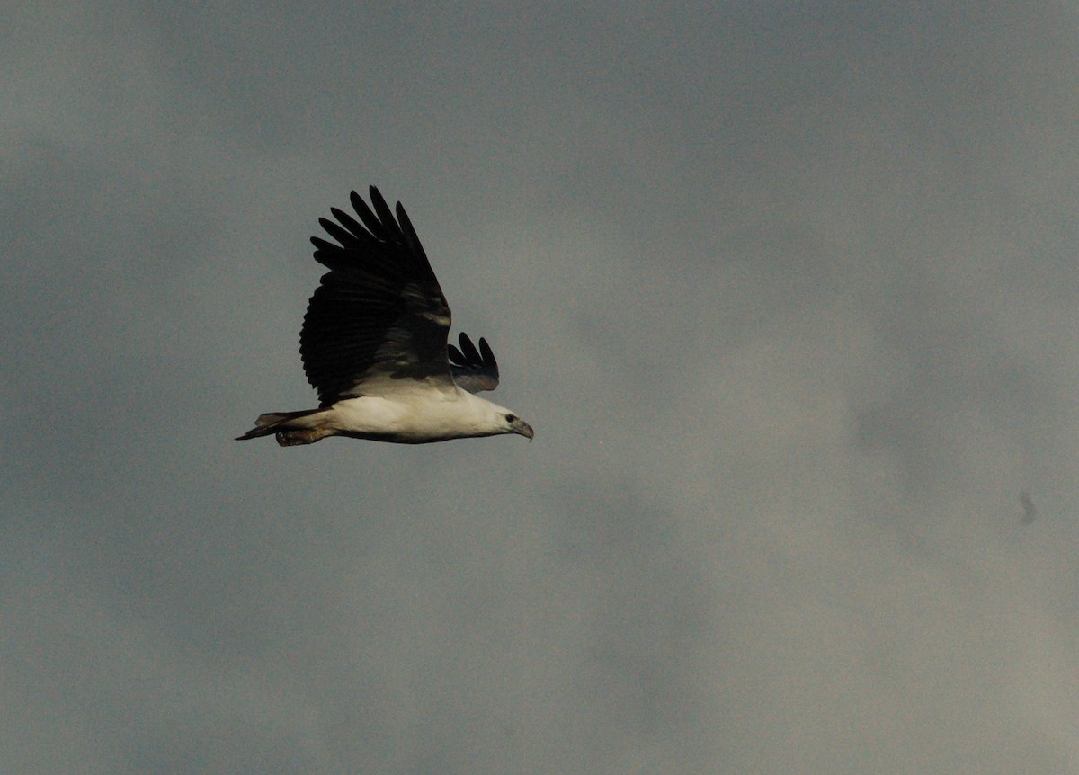 White-bellied Sea-Eagle - ML544131671