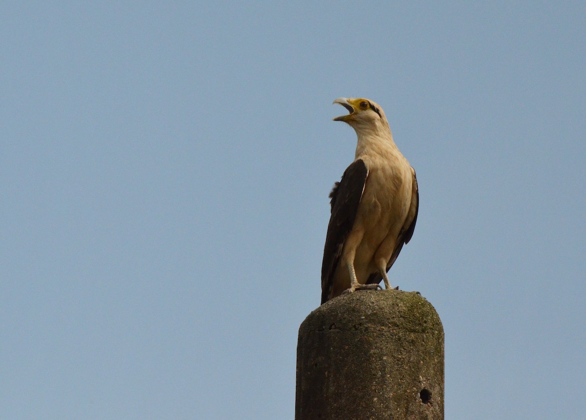 Caracara à tête jaune - ML544132201