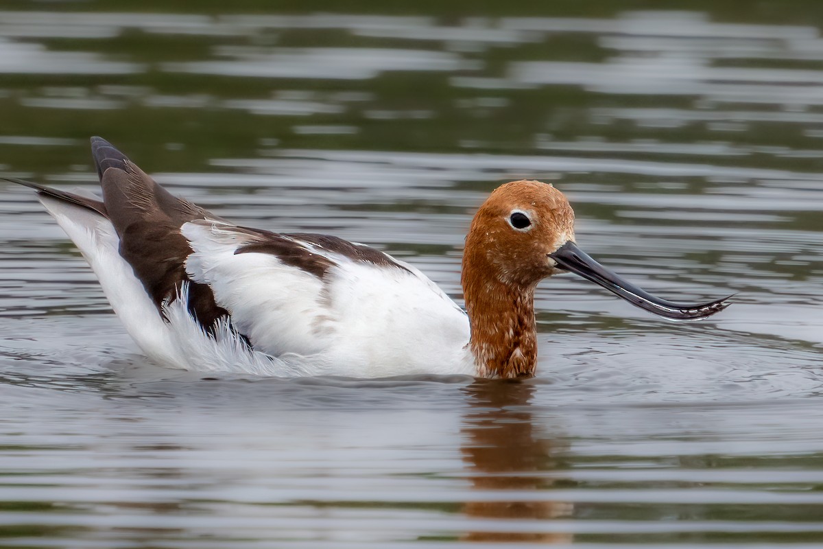 Avocette d'Australie - ML544132241