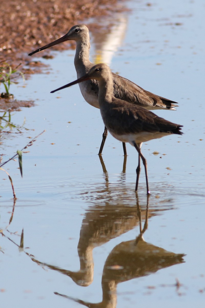 Black-tailed Godwit - ML544132571