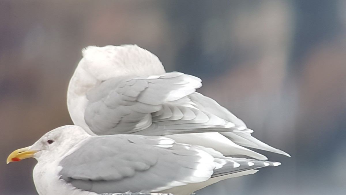 Iceland Gull (kumlieni) - ML544133491